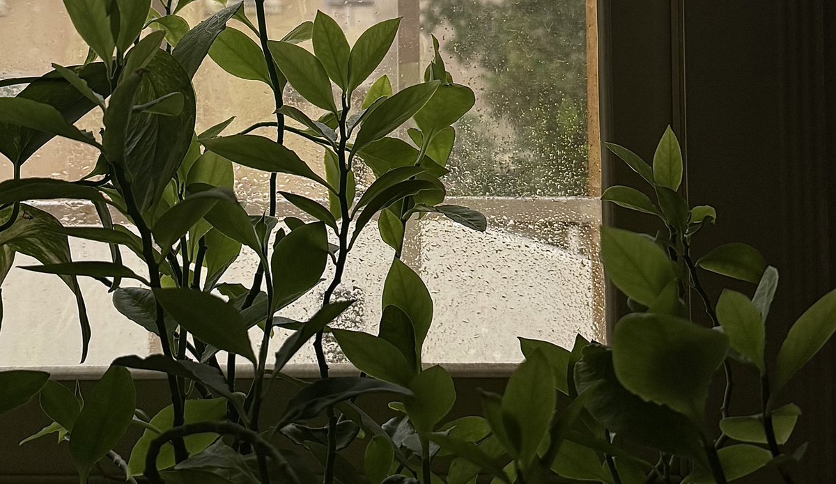 __tothehell's tweet image. لا شيء يُضاهي أثر المطر على النافذة 
يُشبه تلك الأريحية التي يبعثها الله بداخلك بعد مناجاة خفيّة ..