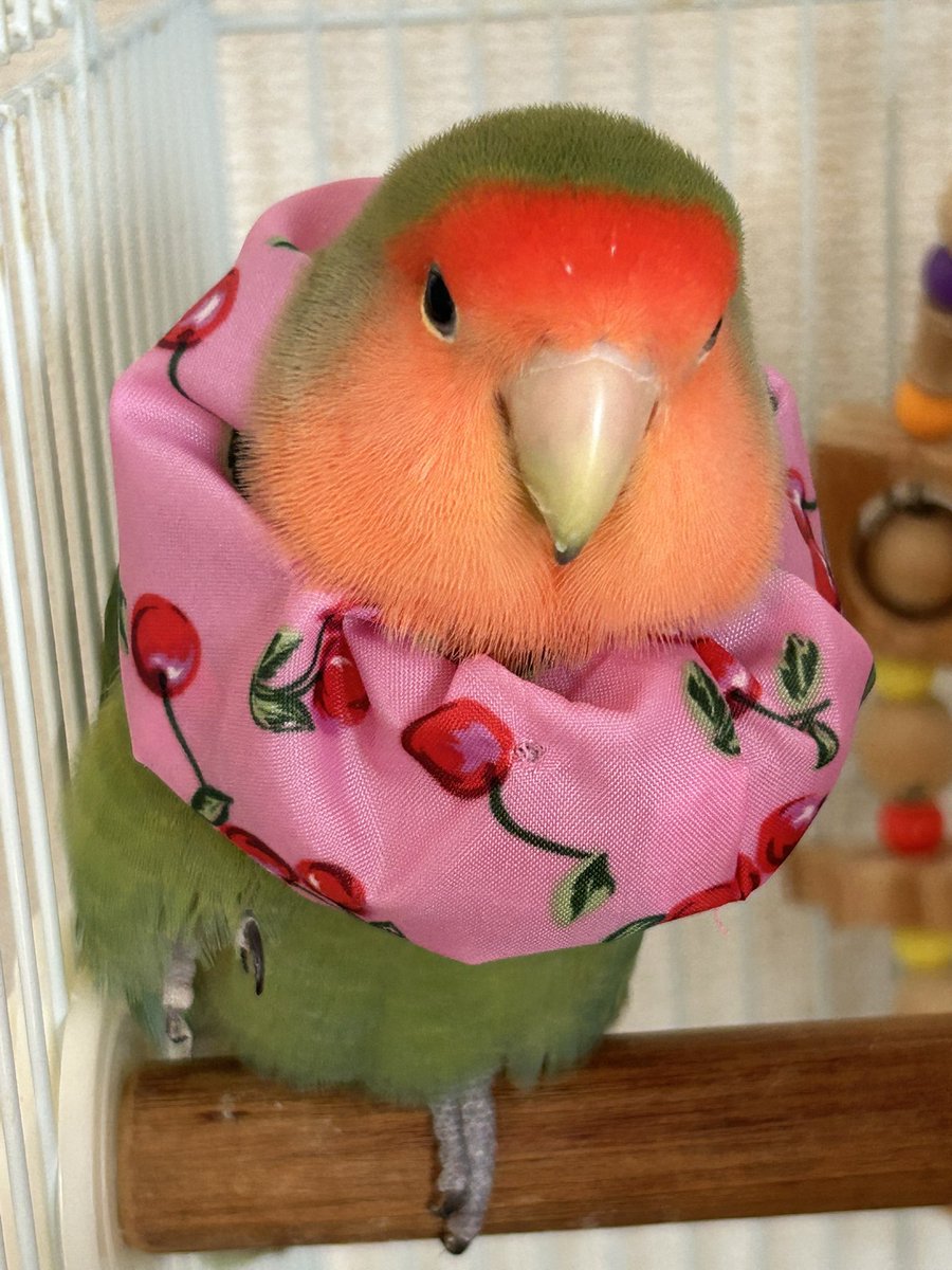 Qちゃん
エリカラになってから傷を見せに病院行ってきました
だいぶ良くなってるからあと三週間がんばろうと
様子を見てつけたり外したりの生活になるんだろうな

コザクランランさん<a href="/KozakuRanran/">コザクランラン official 4/18アニマルバルーンフェスタ＠守口市（大阪）</a> の🍒柄のエリカラ、めっちゃかわいいと先生にも看護師さんにも褒めていただいた
Qちゃん似合ってるよ✨