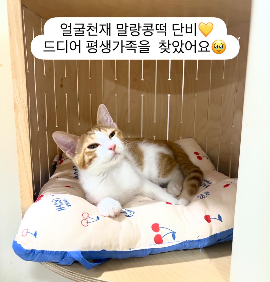 말랑콩떡 우리 단비가 드디어 가족을 찾았어요🌟
고양이 러버인 엄마, 아빠에 점잖은 냥이 형아까지.. 시간이 조금 오래 걸렸지만 결국 평생 가족을 찾았어요. 중성화하고 다음주에 이동하기로 했어요🥹

 다들 같이 신경 써 주시고 홍보도 도와주셔서 너무 감사합니다. 관심 가져 주셔서 정말