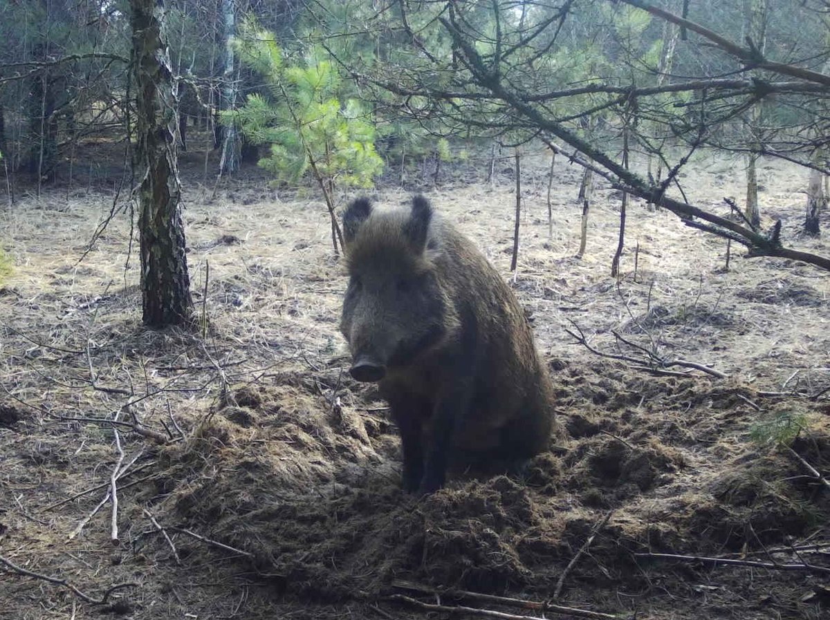 Мои утренние попытки раздуплиться и пойти делать дела.