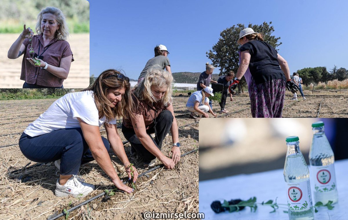 izmirselcom's tweet photo. İzmir Büyükşehir’in fide desteği şekersiz gazoz oldu!🌱

Güzelbahçe Çamlı Üretim ve Pazarlama Kooperatifi’ne verilen 15 bin stevia fidesiyle Türkiye’de ilk kez şeker ilavesiz stevia gazozu üretildi.🥤 https://t.co/BtUYQV37La