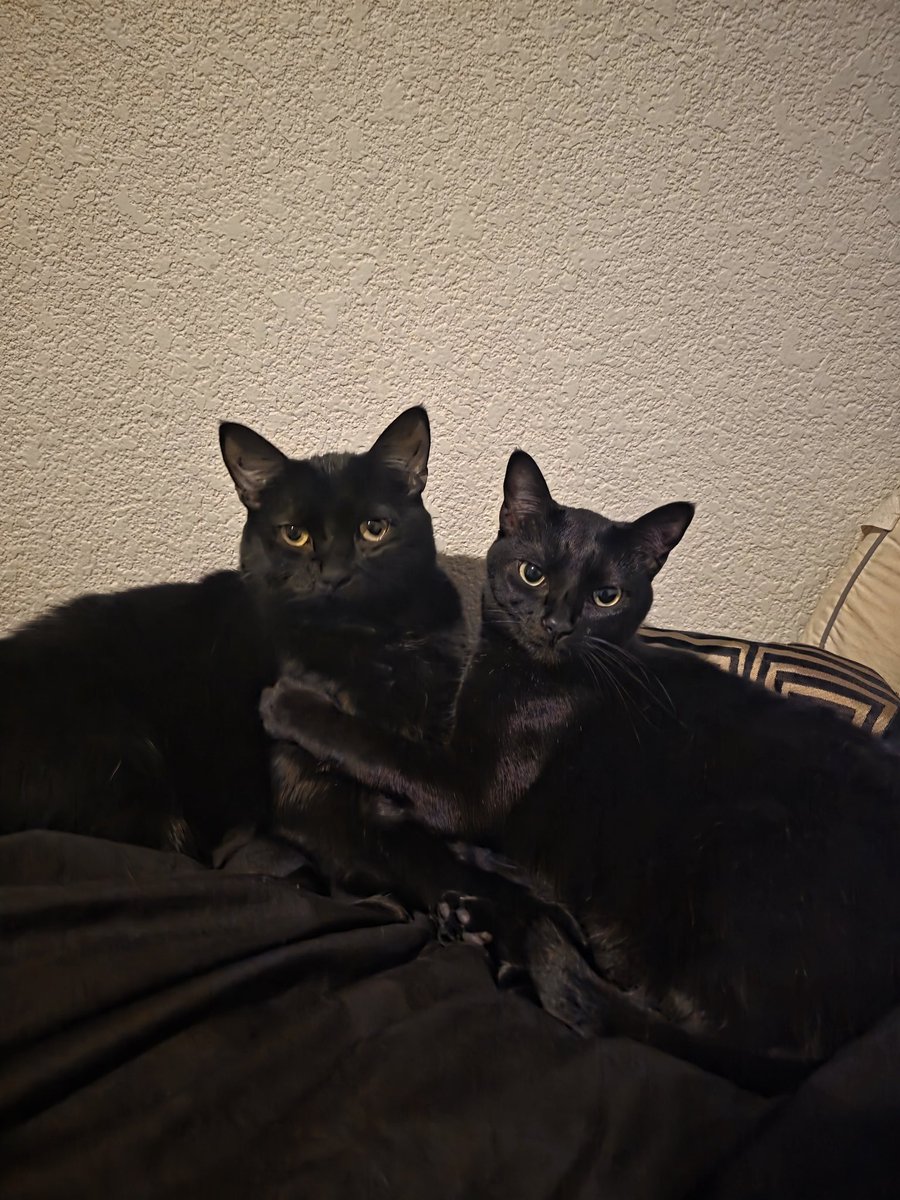 TheScottPrime's tweet photo. It's so hard to get a picture of them together 😭😭😭😭 but when I do it's perfect. ❤️❤️❤️ #CatsOnTwitter #CatsOnX #blackcats https://t.co/3XYEAhYE0w
