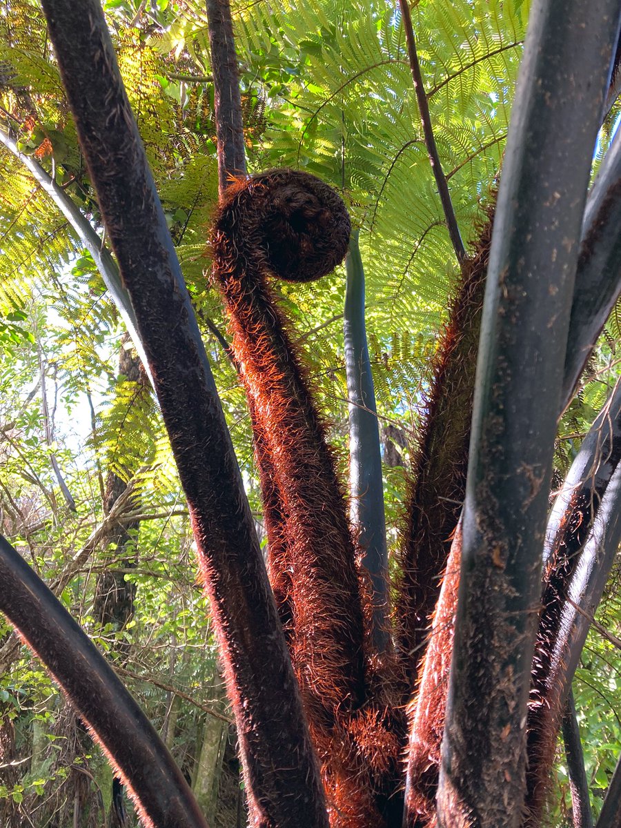 Thick trunk, I hope you’ll believe me, I couldn’t help focusing on the top this Tuesday 
#thicktrunktuesday 🤎