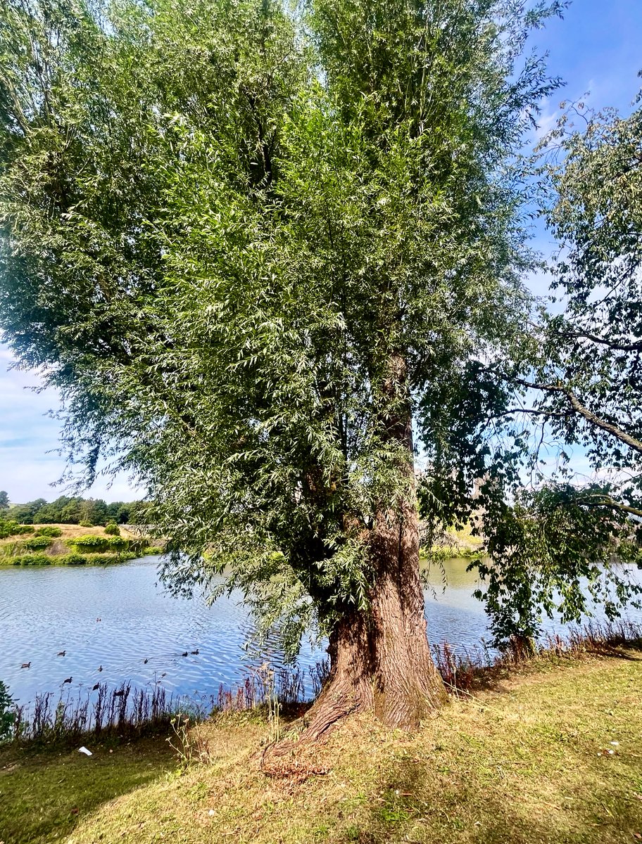 📸 ~ One for #thicktrunktuesday 🌳

Have a terrific Tuesday, everyone! 🍃💚🍃