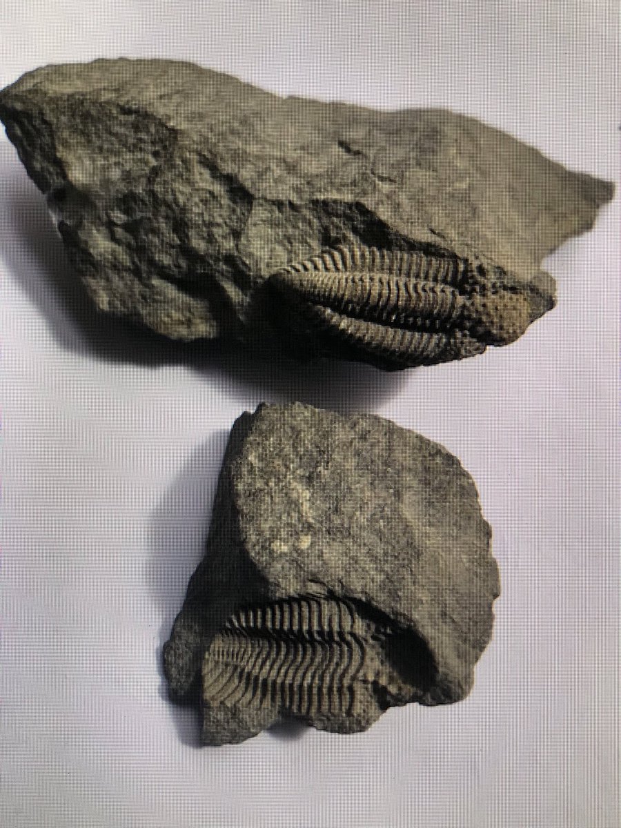 Marion Ashton tweet media