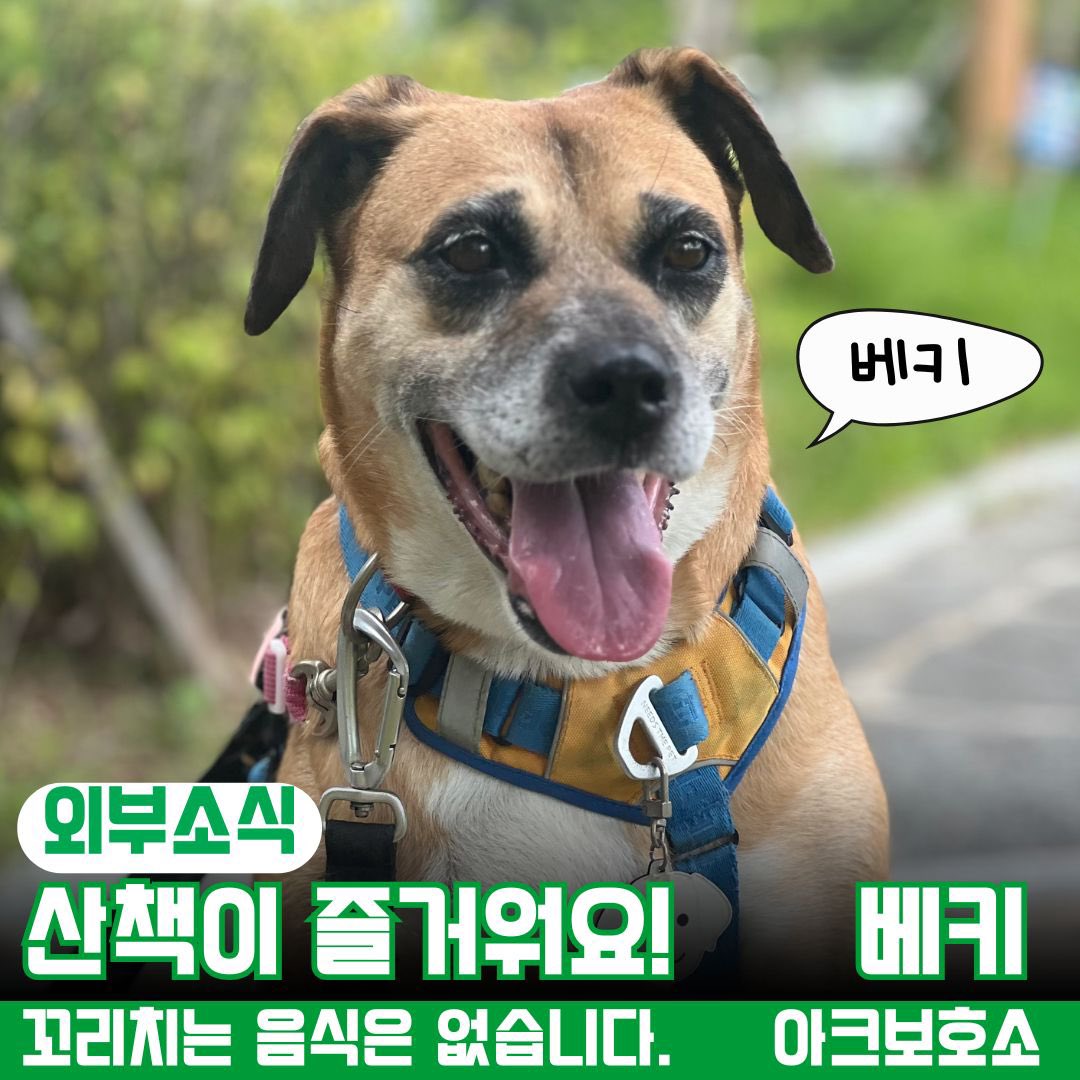 무더운 여름을 지나 산책하기 좋은 날씨가 되고 있어요. 
베키는 나이가 많을 것으로 추정되는 친구에요.
많은 아크 아이들의 모견일 거로 추측하고 있습니다.

사진에서처럼 베키의 눈썹에는 하얀 서리가 내려앉았어요.
아크에서 몸집도 매우 작은 베키의 임보생활도 8개월이 넘어가고 있어요.
여러