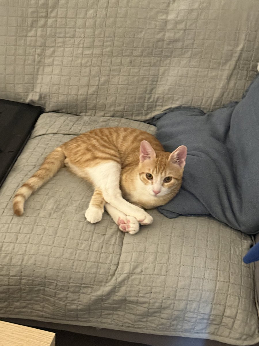 למה כל פעם שיש לי חתול הוא אוטיסט