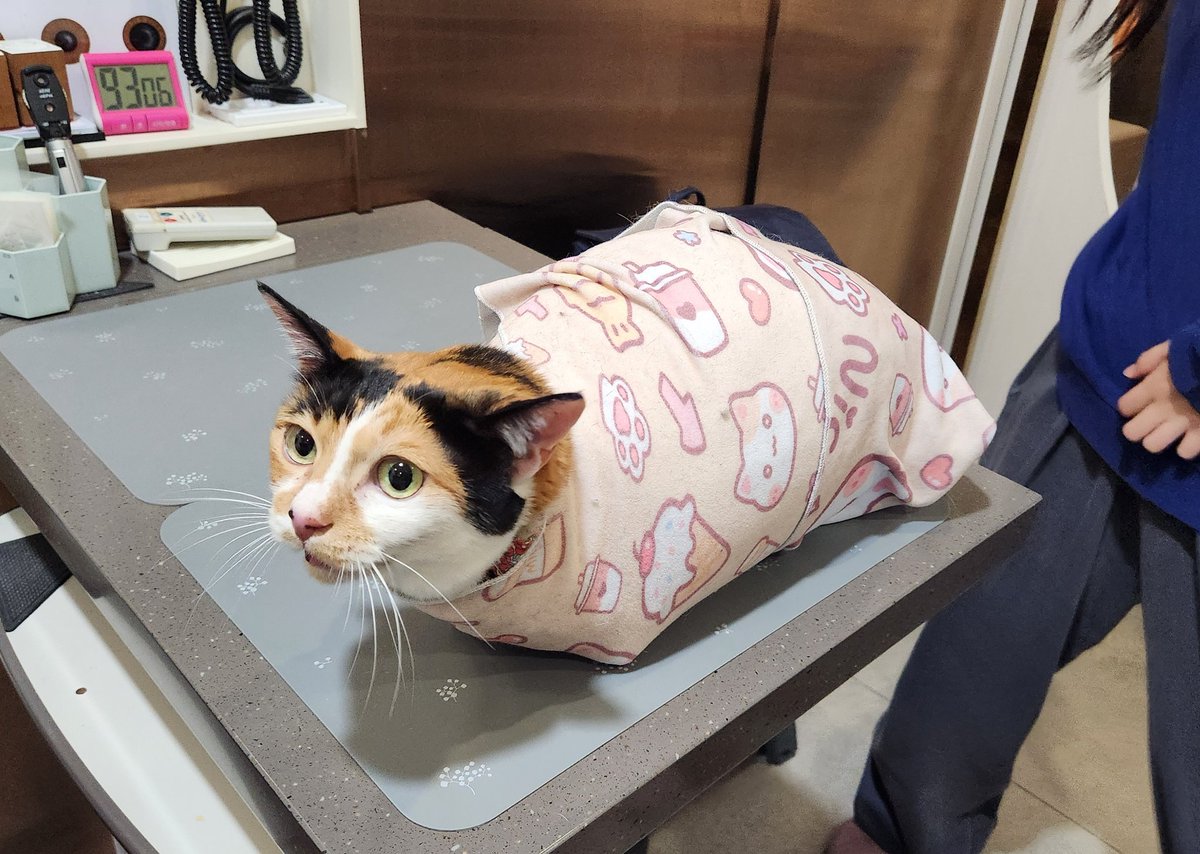 점프도 고양이 안과 갔을때 했었는데..!
병원만 오면 난리치던 애가 세상 순하게 울기만 함
안쓰러운디 귀여웠다...
두툼브리또