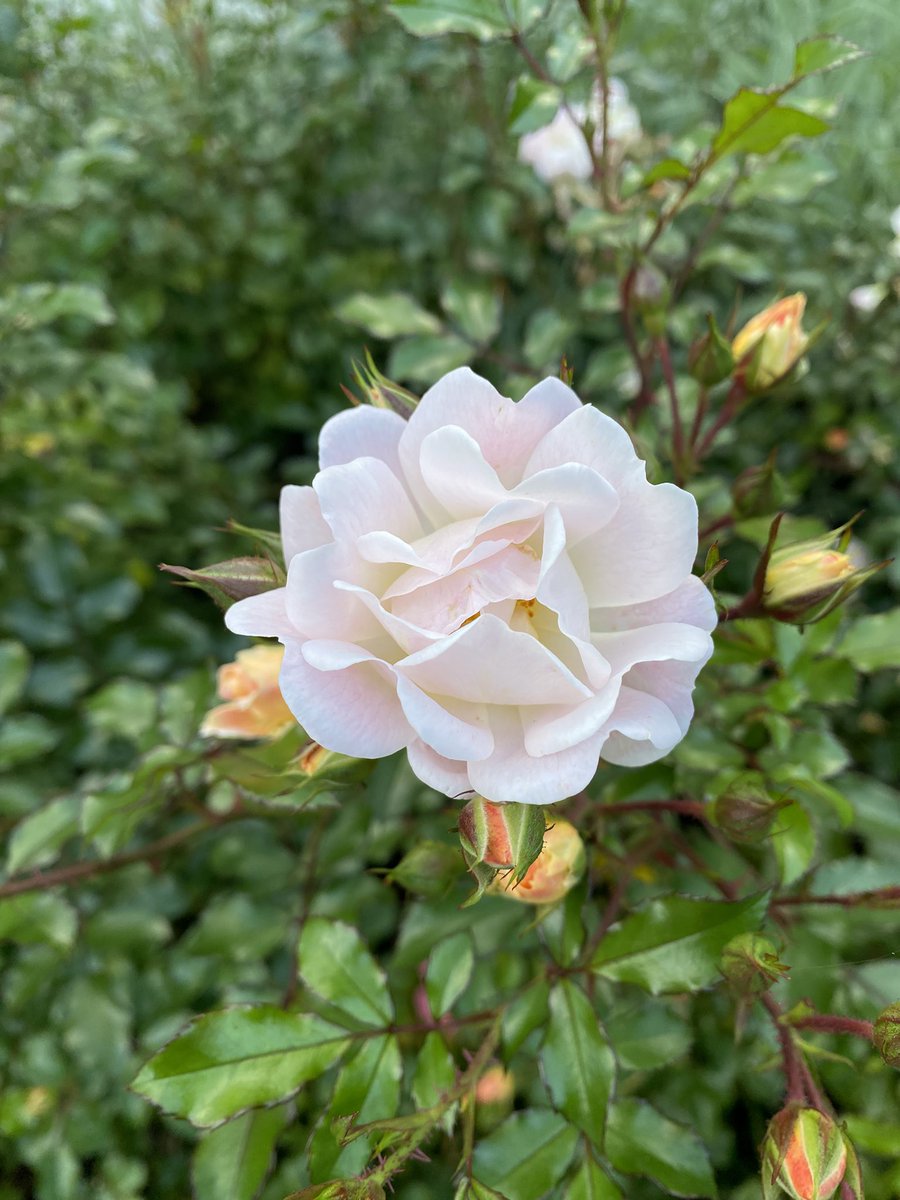 Sonia Zuccaro tweet media