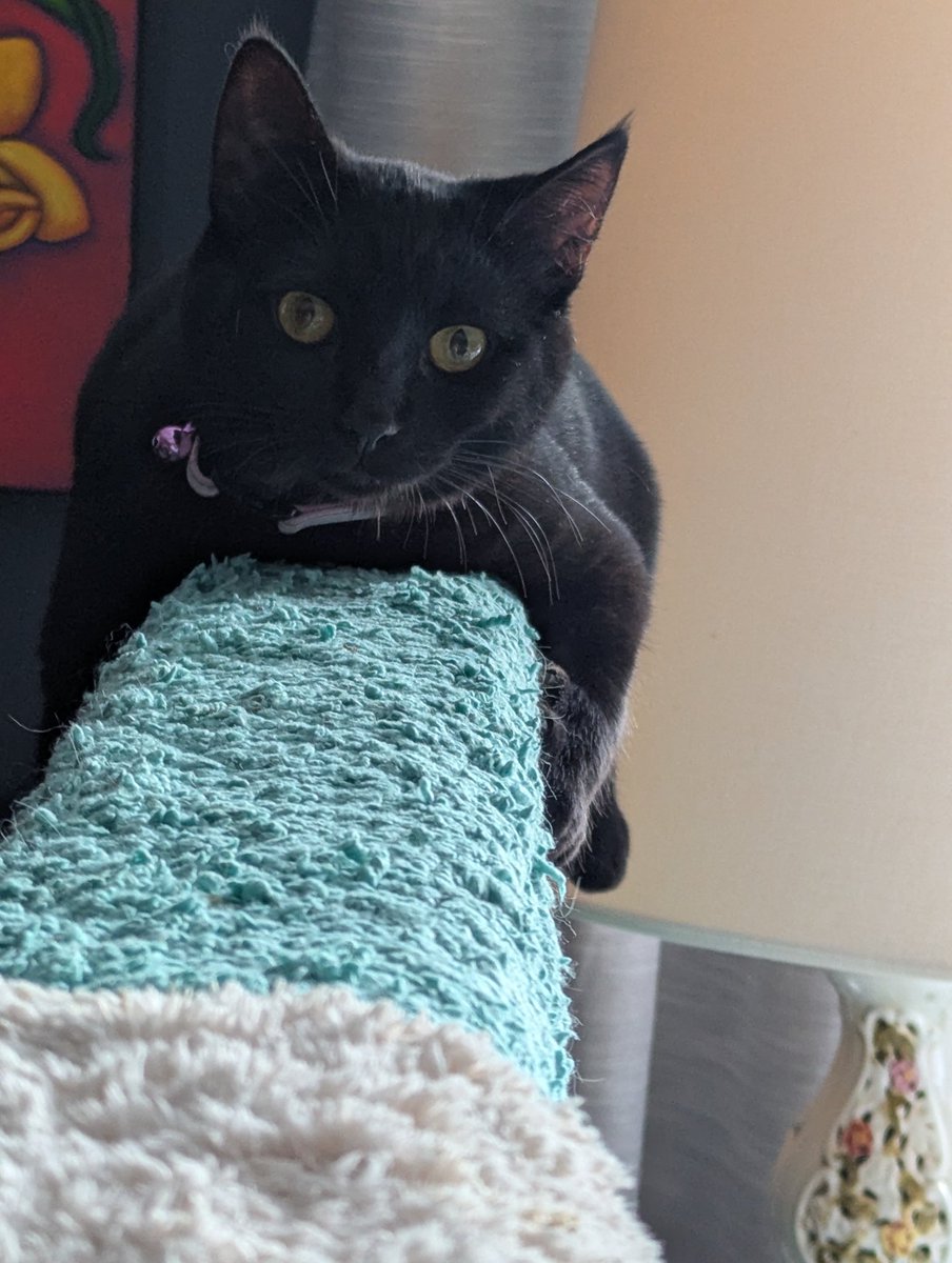 SatNightSoup's tweet image. Baby Misha. Almost 11 months old. She is sitting on the headboard rail in the master bedroom. 

Every morning when I wake up and go upstairs, she starts headbutting and rubbing my calves and ankles. I pick her up, kiss her and talk to her, and she starts purring. My ebony doll.🖤