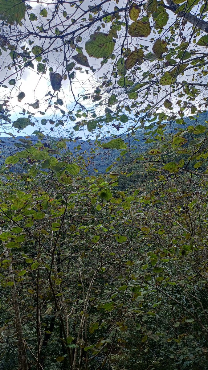 Karadenizlinin eziyeti 🌰