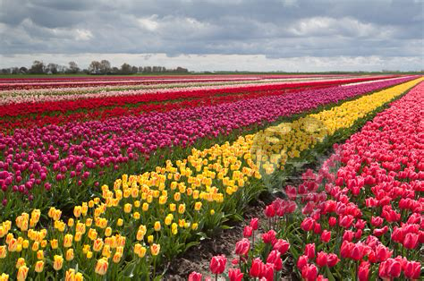 girpanything's tweet image. - @KnightlyWind  went frolicking in a field.