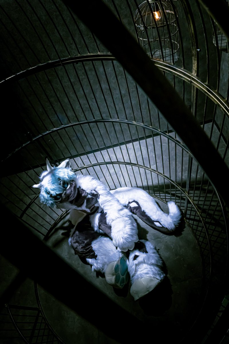 ボクにできるのは、
鳥カゴの中で待つことだけ

📸： <a href="/unoha0917/">卯ノ狛(うのは)👾</a> 
#FursuitEveryday   
#ふぁーりージャンクション