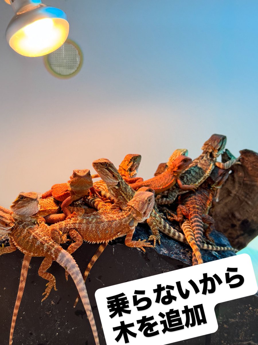 cres_crezy710's tweet image. 販売中✨️
#ダークレッド
#RM100
#フトアゴヒゲトカゲ