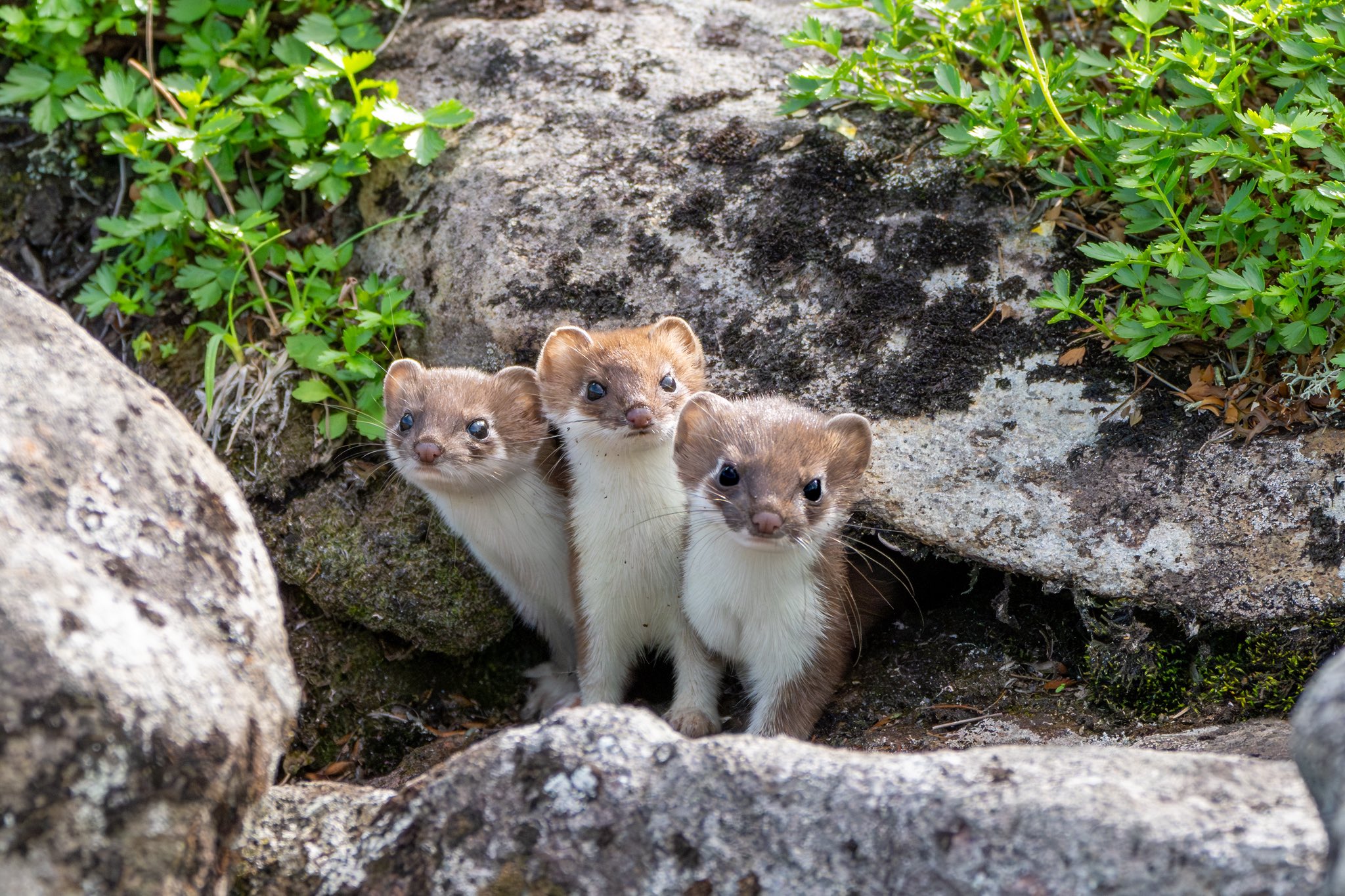 オコジョ - Search / X