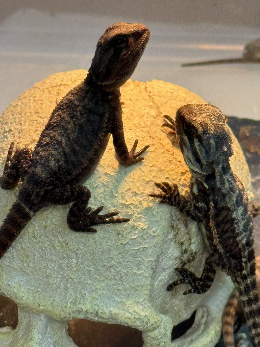 cres_crezy710's tweet image. #ダークレッド
#RM100
#フトアゴヒゲトカゲ