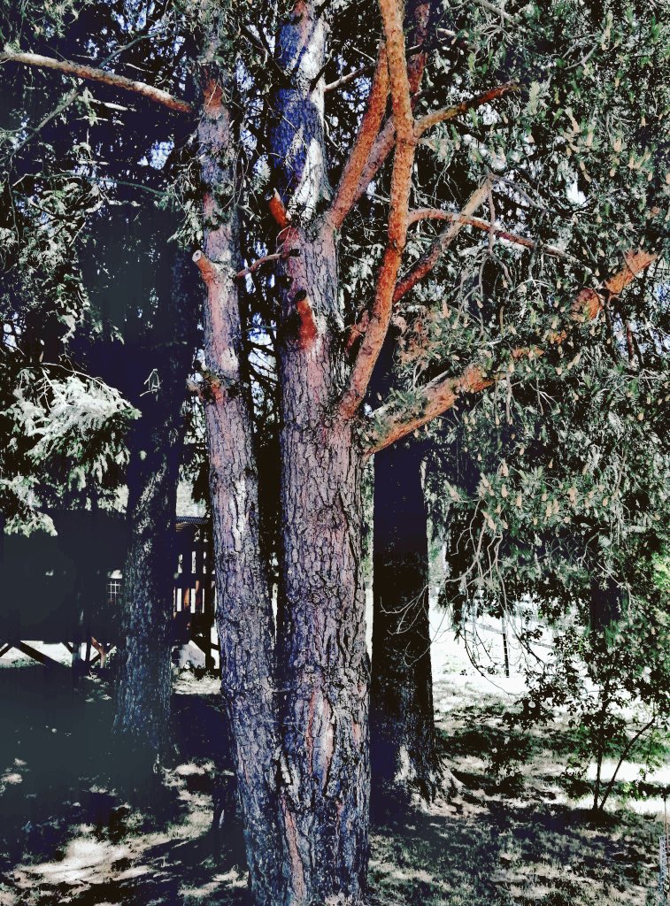 anit2691's tweet image. Along my way...
Good morning and happy Tuesday everyone 💕🍀
#ThickTrunkTuesday #trees #SaveTrees #treelovers #LoveandPeace