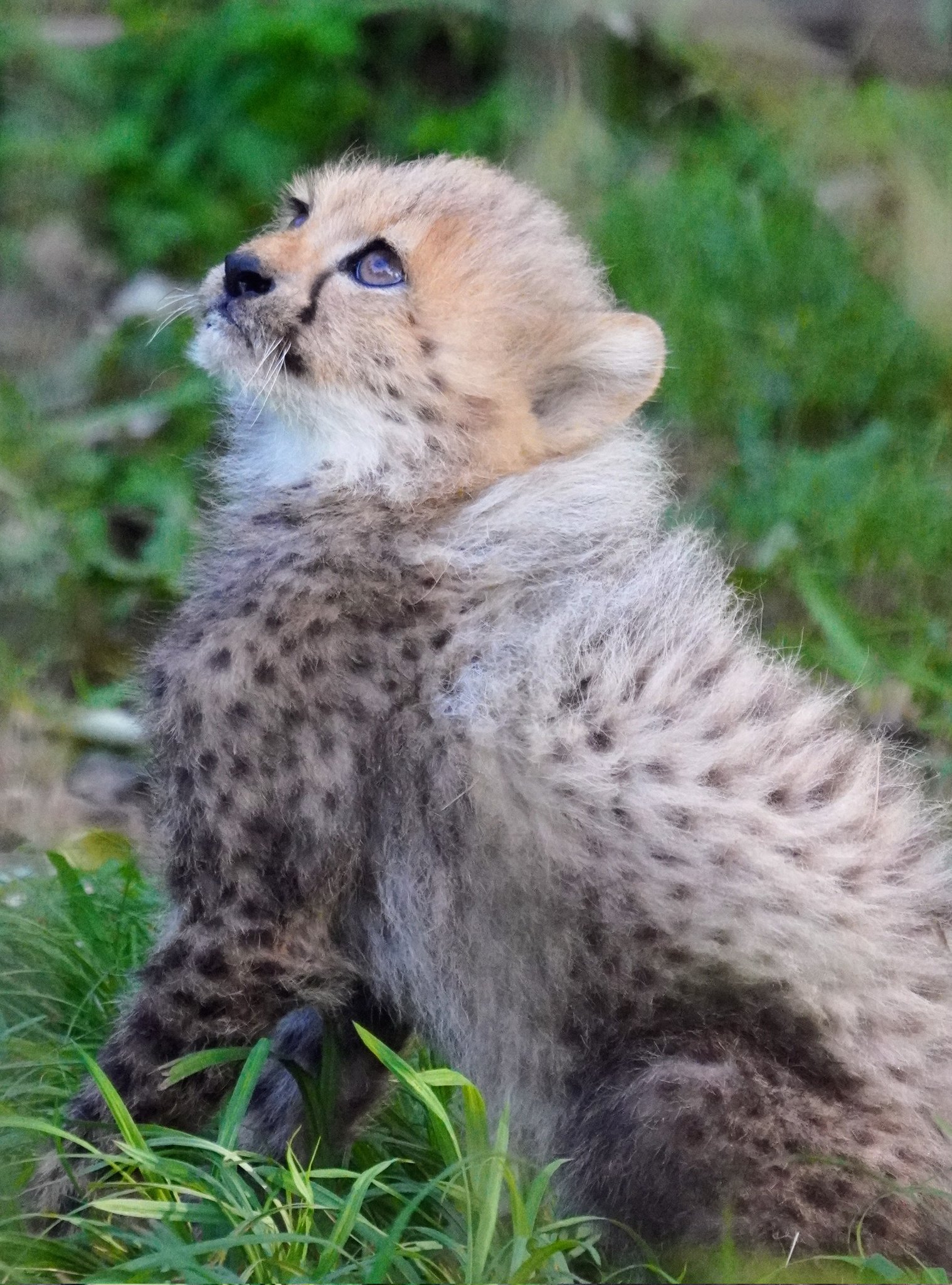 big cats lover on X: 