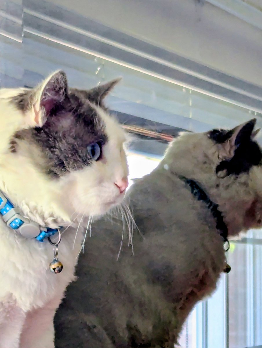 BarronBeauxArts's tweet image. Lonnie Blue in the bedroom that is now my office. He was focusing on something invisible to me.

He is such a daddy's boy! He lays his head on the pillow next to me almost every night. His purring travels through the pillows and into my ears and dreams. 

#TurkishVanCats