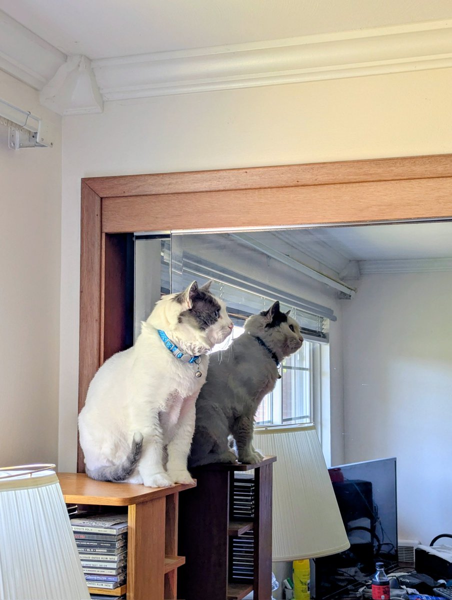 BarronBeauxArts's tweet image. Lonnie Blue in the bedroom that is now my office. He was focusing on something invisible to me.

He is such a daddy's boy! He lays his head on the pillow next to me almost every night. His purring travels through the pillows and into my ears and dreams. 

#TurkishVanCats