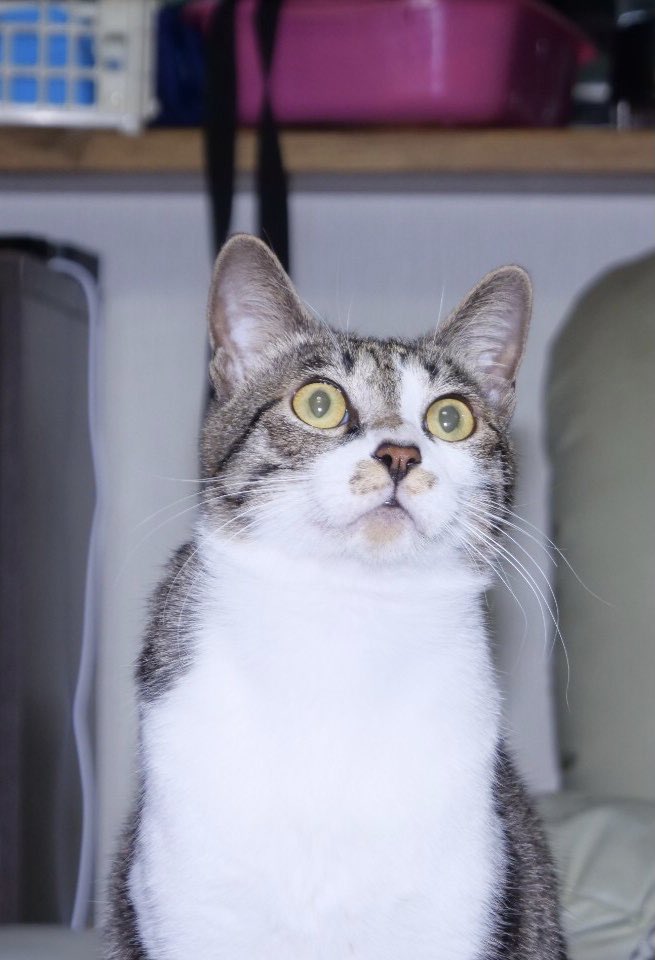 おねこさまかわいいね