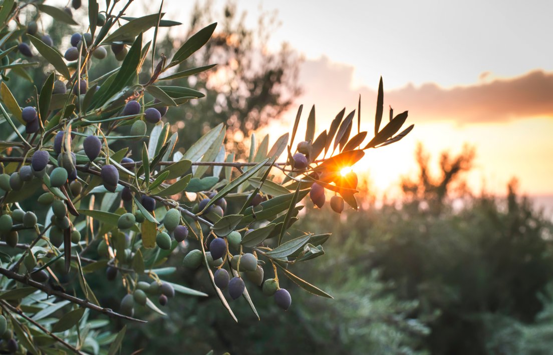 🫒<a href="/omezyma/">OMEZYMA</a>, coordinador técnico de OLIVA-R, una iniciativa para preservar y valorizar la diversidad del olivar aragonés

Junto a <a href="/CITAAragon/">CITA Aragón</a> y <a href="/fita_aragon/">FITA - Aragón</a>, el proyecto impulsa la identificación de variedades locales de olivo resilientes en Aragón🔬

shorturl.at/8S27D