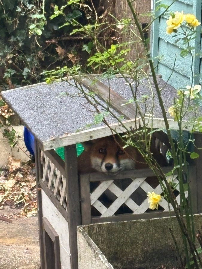 ChrisGPackham's tweet image. Being observed . . . Thank you @27rufus for today&apos;s  #FoxOfTheDay
