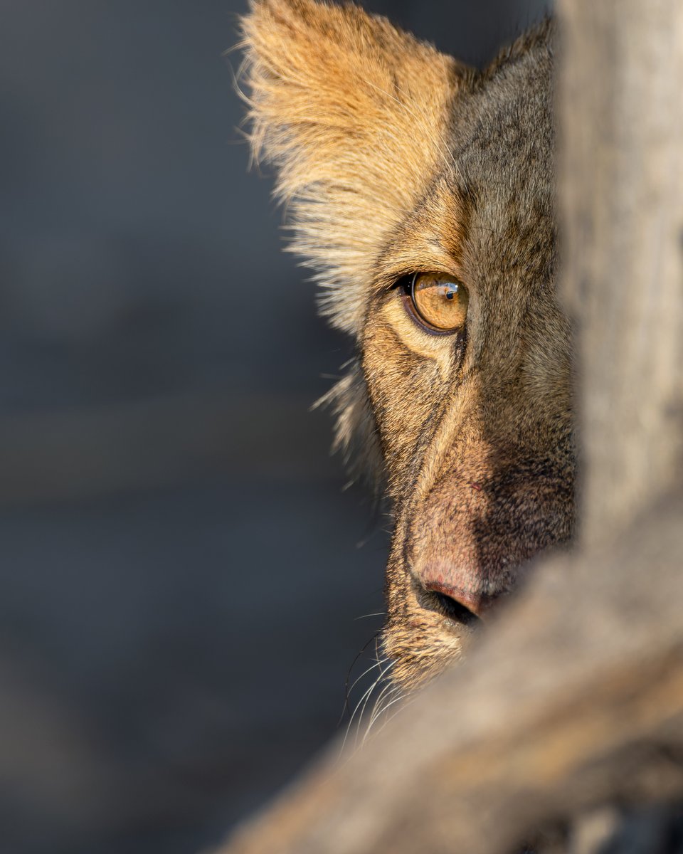Photo Safari Company tweet media