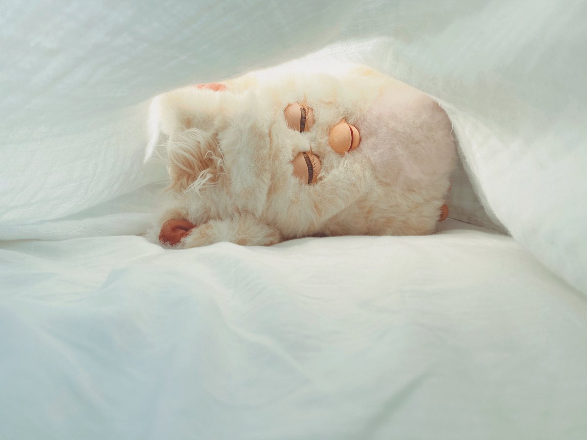 ワサ (@0141hamuuu) on Twitter photo 