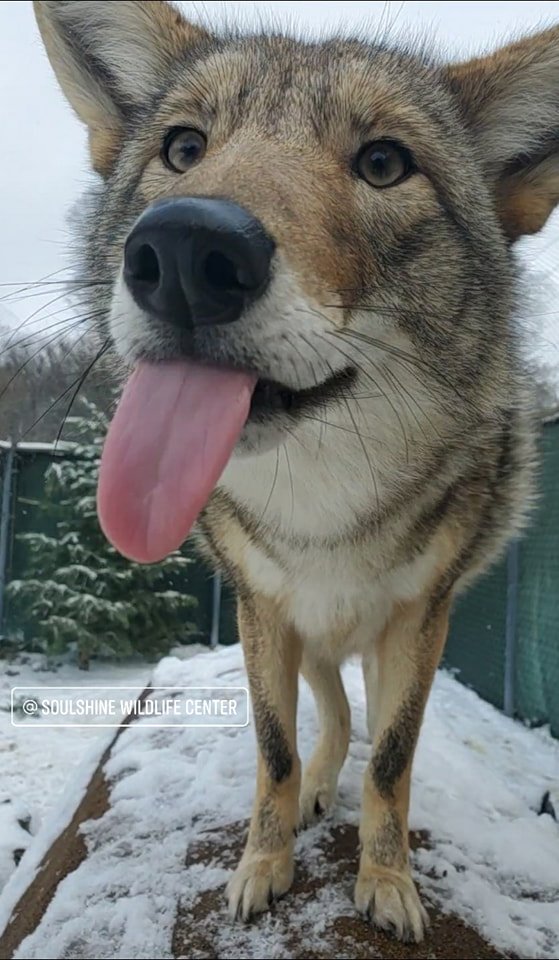 KennekyDeky's tweet photo. blehhh 👅 https://t.co/Fzudx6zIrc