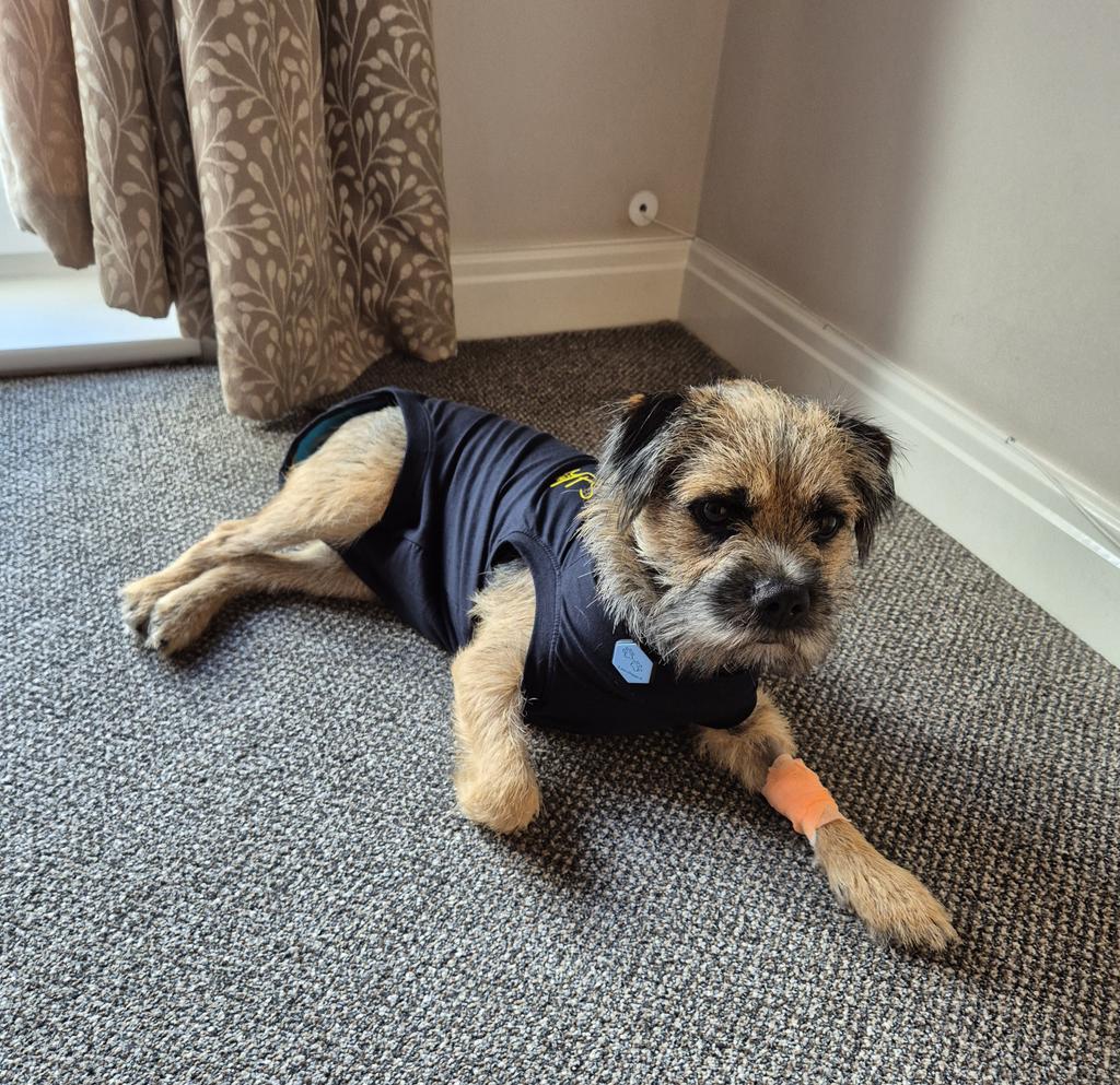 Wee Ziggy OBE little bro of beloved🌈Baxter Boo 🤎 tweet media