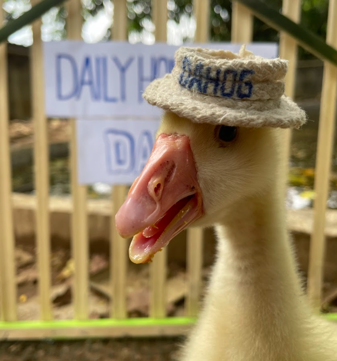DAHOG_SOL's tweet photo. The next 1000x memecoin on #SOL is here and ready to explode! #DAHOG https://t.co/ShGutNTHiL