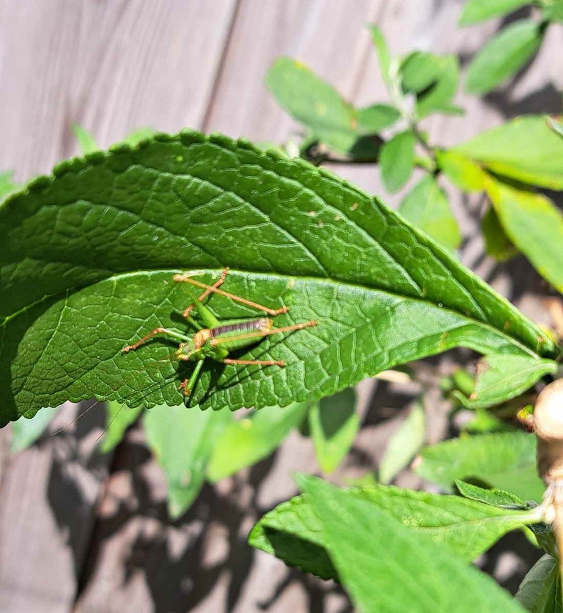 JiscaDijk's tweet photo. #Struiksprinkhaan #LeptophyesPunctatissima #kleineTuin #beestje #insect
Er zit een sprinkhaan in mijn vlinder struik😊
Ook in een kleine tuin leeft van alles 💚 https://t.co/YtkXAjjw2U