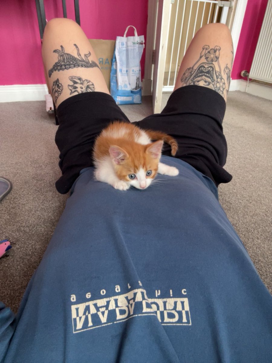 ThatSadBrit's tweet image. When do I stop posting beans??