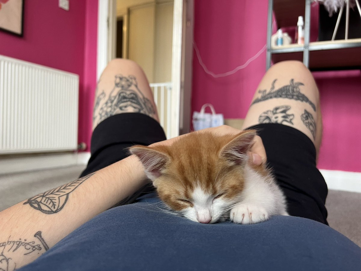 ThatSadBrit's tweet image. When do I stop posting beans??