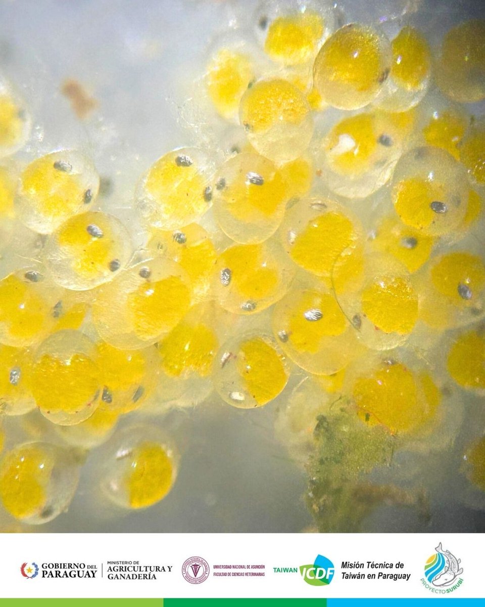 #LaMañanaNacional conversamos con el 🗣️ Ing. Tsan Ping Gerente del Proyecto de Producción Comercial de Surubí en Paraguay de la <a href="/taiwanicdfpy/">Misión Técnica de Taiwán en Paraguay</a> 
🔹Inauguran temporada de reproducción de camarón de agua dulce en la Facultad de Ciencias Veterinarias de la <a href="/una_py/">Universidad Nacional de Asunción</a>