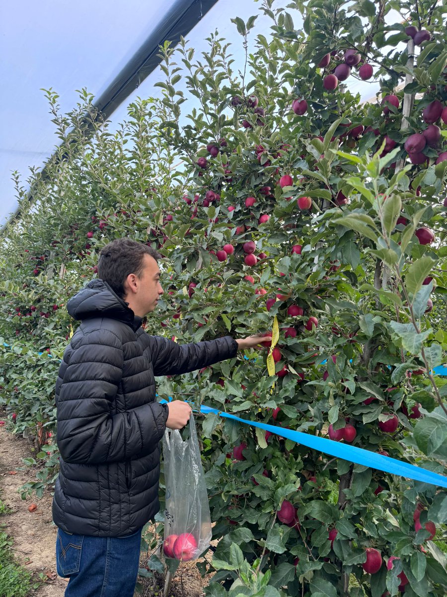 Nacherntephysi1's tweet photo. 🍎 First harvest complete!
The Harvista Apple Trial is underway in 🇪🇸 Spain, 🇫🇷 France & 🇩🇪 Germany with #AgroFresh, #IRTA, #Ctifl & #KOB.
Goal: understand climate effects on Harvista & improve Gala apple quality from farm to table. 🌱✨
#AppleResearch #Postharvest https://t.co/IclZxqUpaS