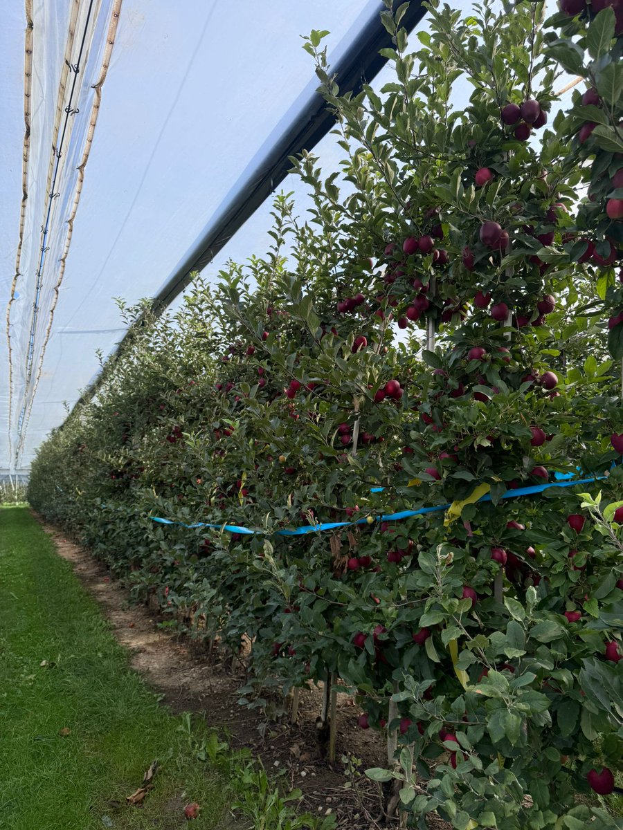 Nacherntephysi1's tweet photo. 🍎 First harvest complete!
The Harvista Apple Trial is underway in 🇪🇸 Spain, 🇫🇷 France & 🇩🇪 Germany with #AgroFresh, #IRTA, #Ctifl & #KOB.
Goal: understand climate effects on Harvista & improve Gala apple quality from farm to table. 🌱✨
#AppleResearch #Postharvest https://t.co/IclZxqUpaS