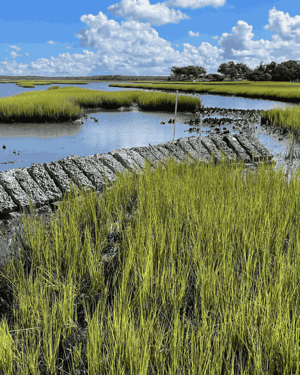 Eastern Shore Land Conservancy tweet media