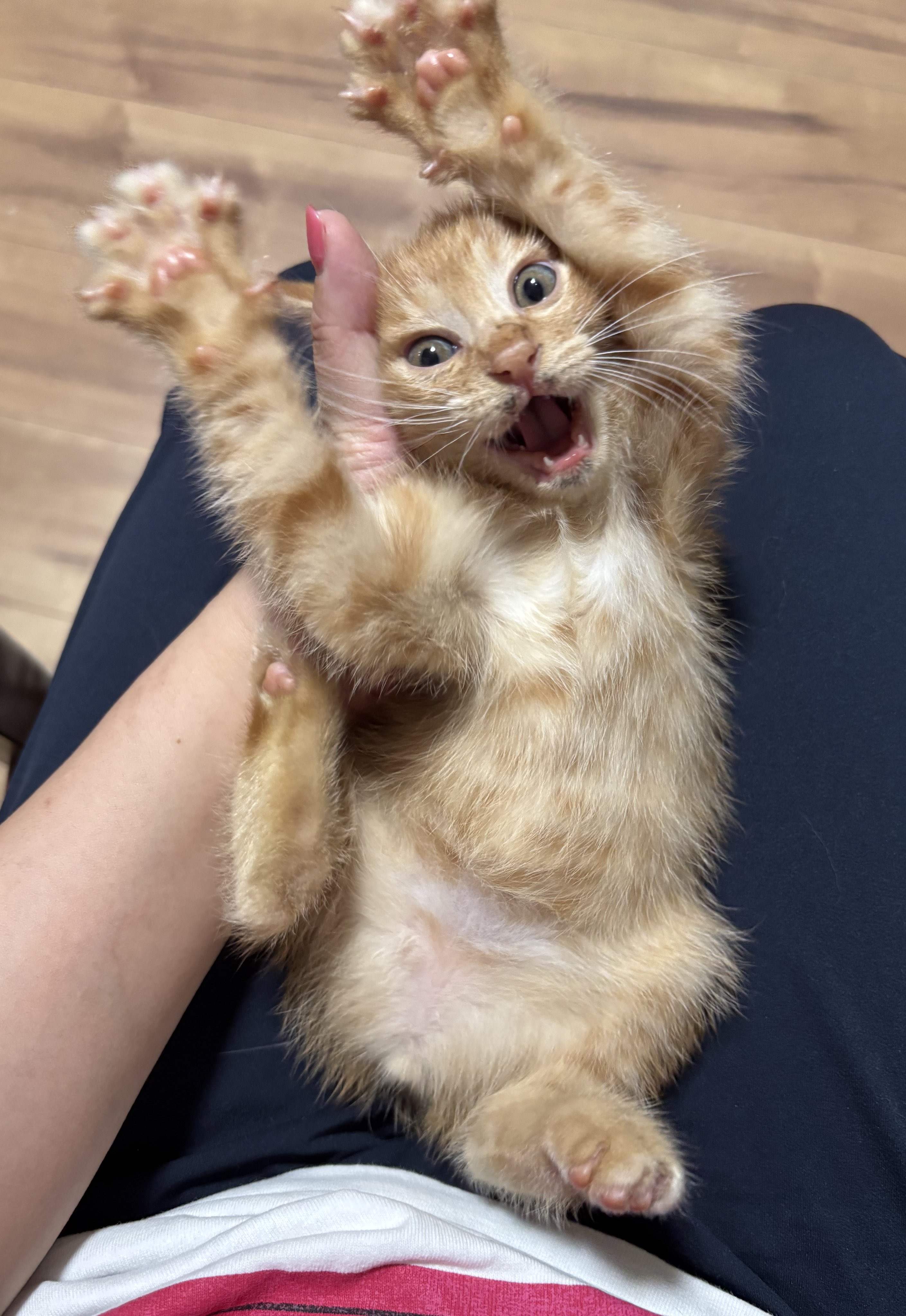 とらねこ H22183-10.jpg?v=1731922107&