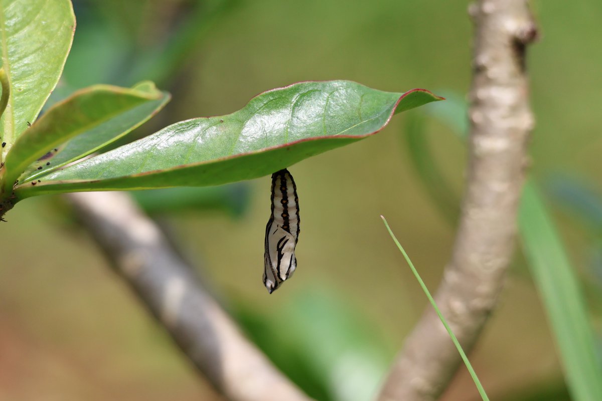 NANDANKANAN ZOOLOGICAL PARK (@ddnandankanan) on Twitter photo The second Butterfly Walk as part of Big Butterfly month was conducted with 18 participants where 16 butterfly species were recorded. Some of the prominent sightings were Danaid egg fly, Common red eye. <a href="/PCCFWL_Odisha/">PCCF WL & CWLW, Odisha</a> <a href="/CZA_Delhi/">Central Zoo Authority</a> <a href="/ForestDeptt/">Odisha Forest, Env. and Climate Change Department</a> #citizenscience #zooeducation The second Butterfly Walk as part of Big Butterfly month was conducted with 18 participants where 16 butterfly species were recorded. Some of the prominent sightings were Danaid egg fly, Common red eye. <a href="/PCCFWL_Odisha/">PCCF WL & CWLW, Odisha</a> <a href="/CZA_Delhi/">Central Zoo Authority</a> <a href="/ForestDeptt/">Odisha Forest, Env. and Climate Change Department</a> #citizenscience #zooeducation
