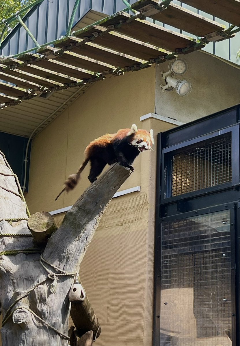 ochayan017's tweet photo. レッサーパンダのファンサービス
#旭山動物園 https://t.co/W0NIlb4wha