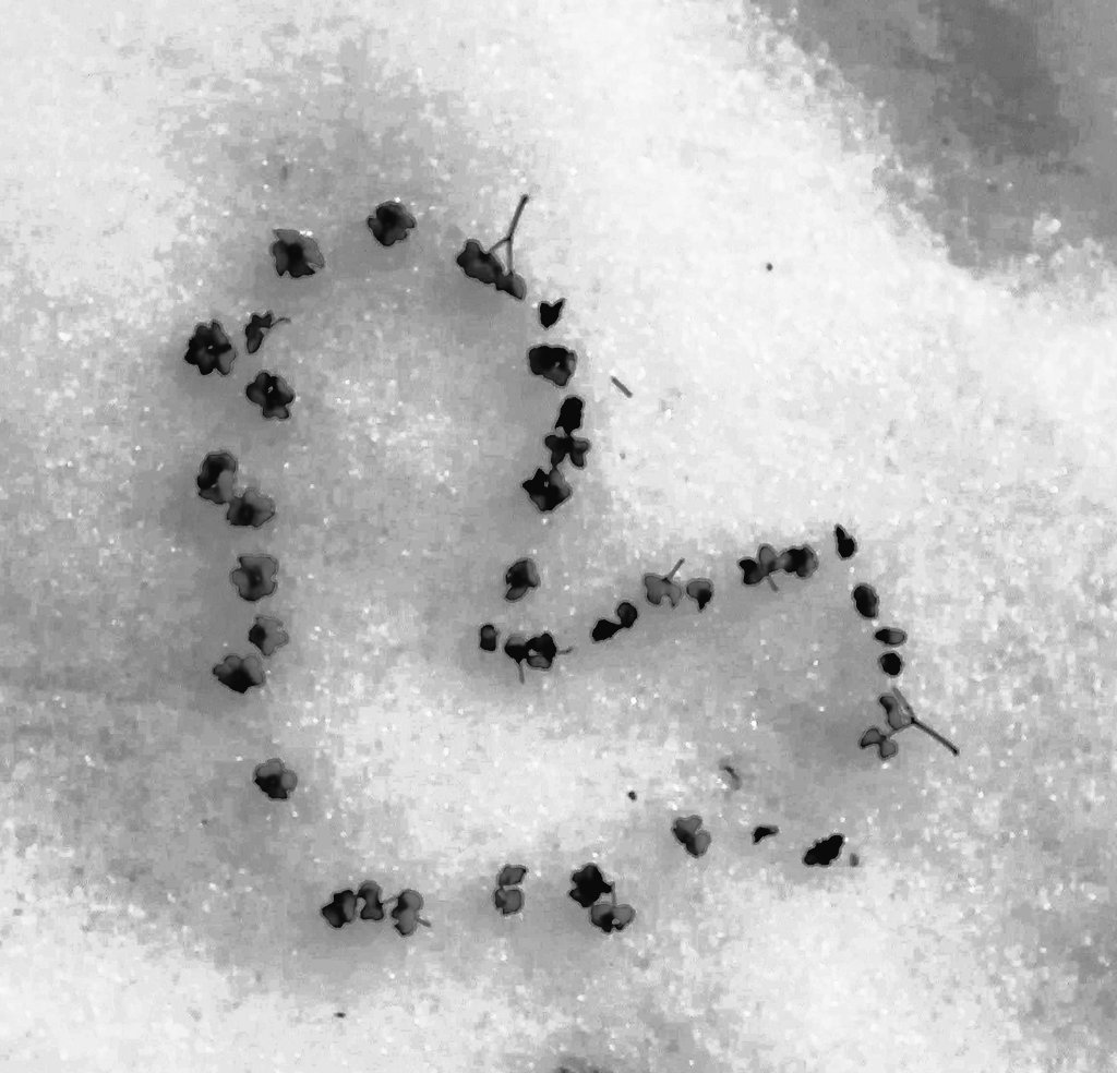 dieleserin2's tweet image. My tears are like the quiet drift 
Of petals from some magic rose; 

And all my grief flows from the rift  
Of unremembered skies and snows

#DylanThomas
#Mood