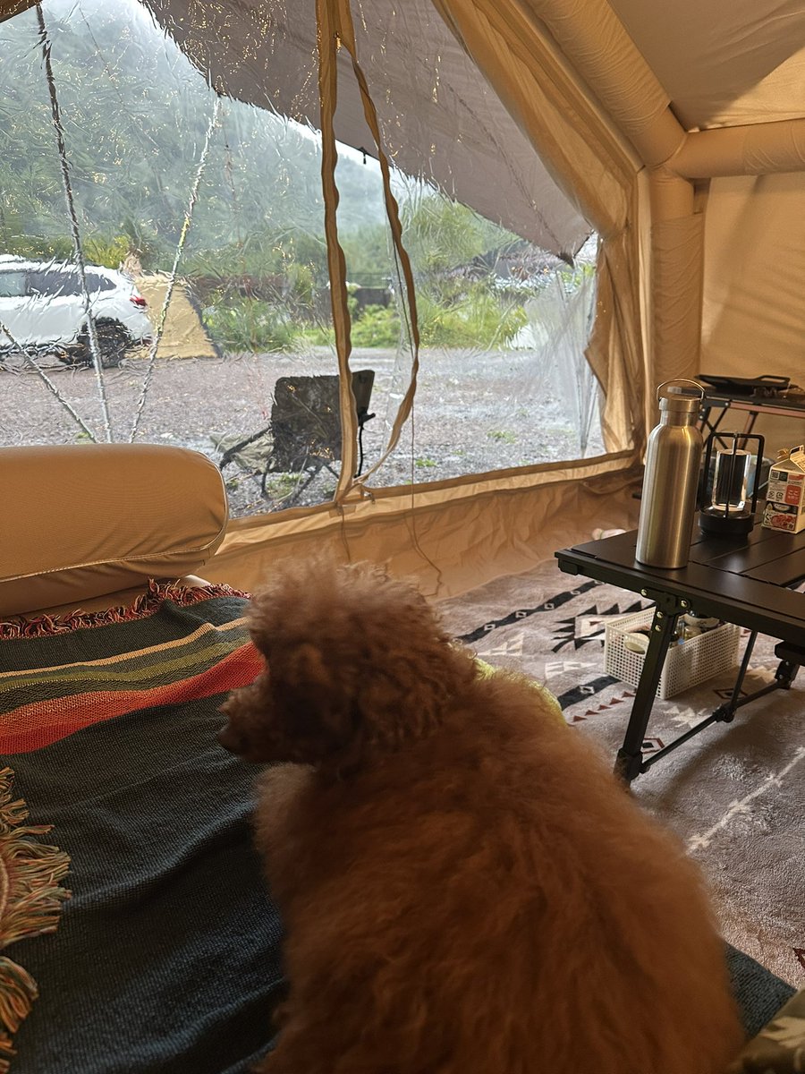 corallagoon0622's tweet photo. キャンプでエアテント新幕🏕️

coodyファミリア　重量はなんと55kg
でも快適　
ワンコ連れには最高な空間でした♪ https://t.co/qCZmVAA8wZ
