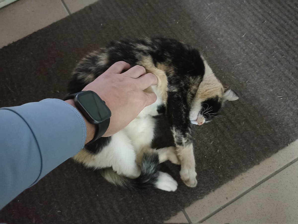 Рабочие будни кошки Мани! 😽
