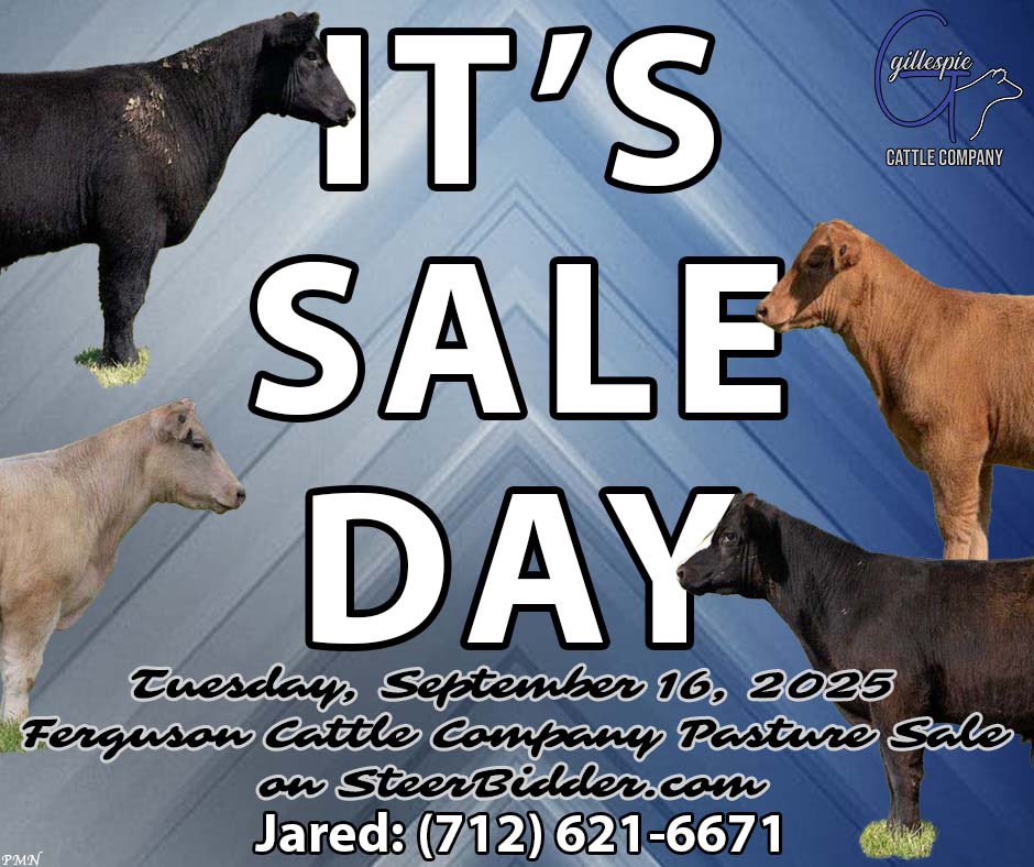 gillespiecattle's tweet photo. ‼️IT’S SALE DAY‼️

🔗 https://t.co/UIglHBMn1V

☎️Jared: (712) 621-6671
📍Pasture Address: 2322 110th St., New Sharon, IA 50207 https://t.co/UsOAhNTvTO
