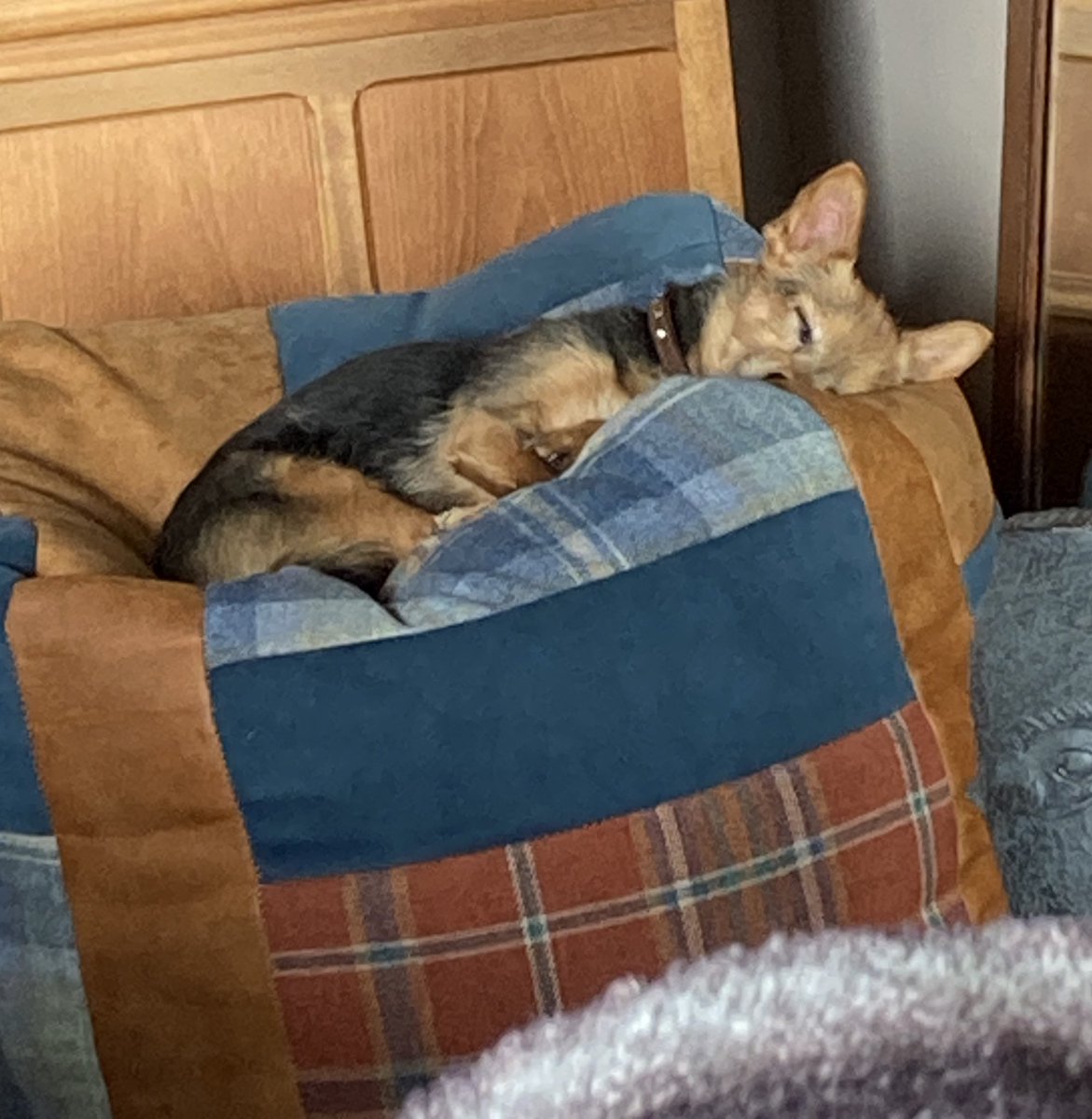 Billy Bear and Chums tweet media