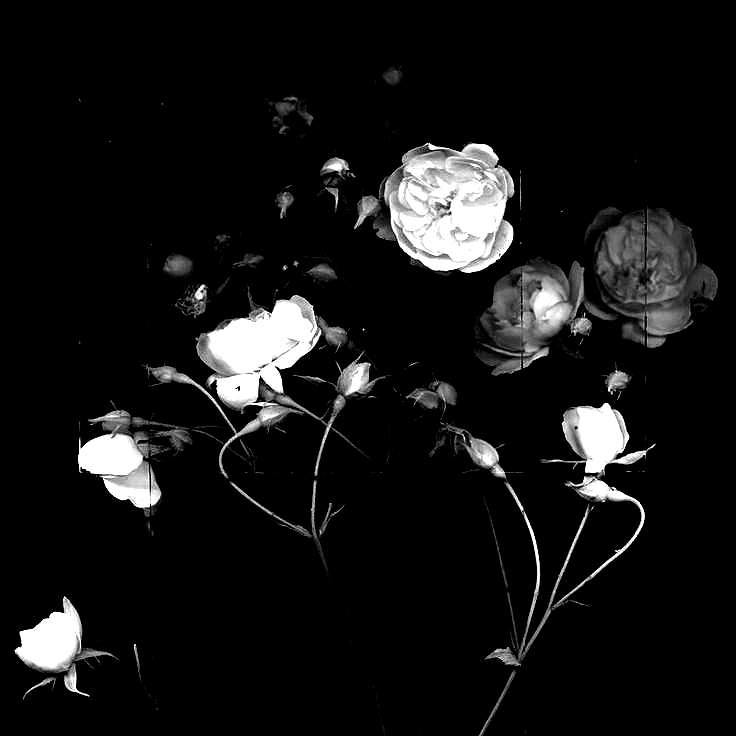 NotVector_'s tweet image. 