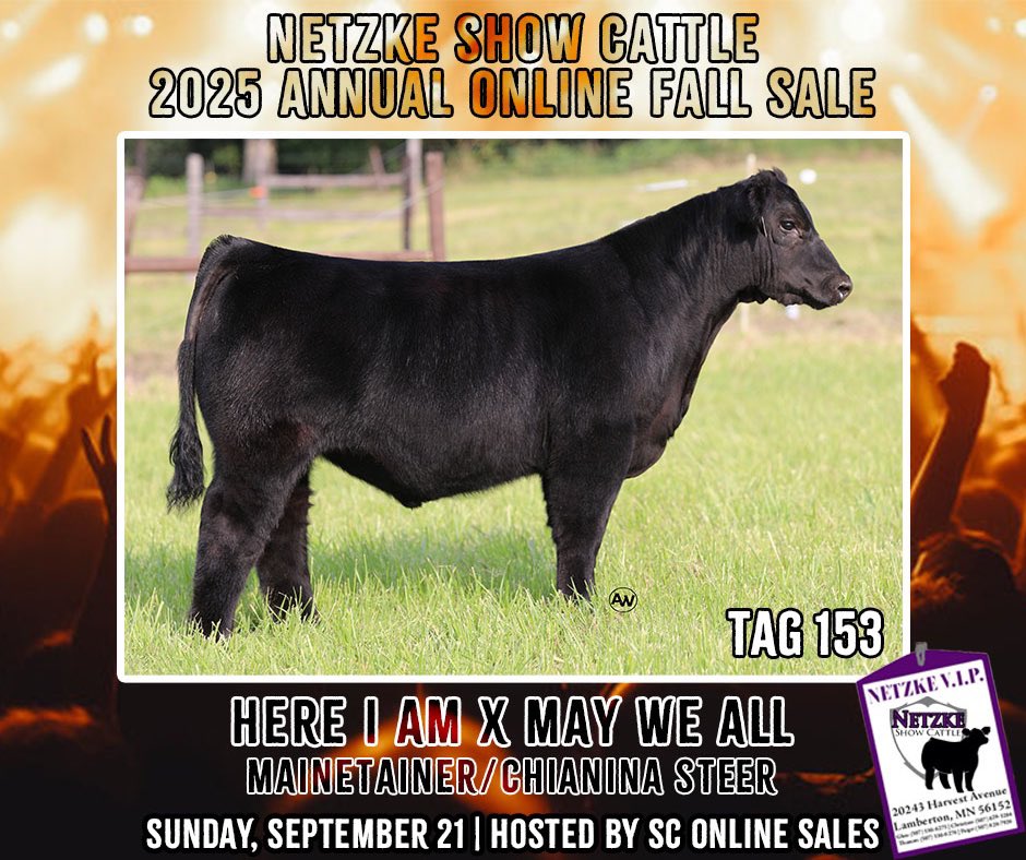 5️⃣ DAYS UNTIL SALE DAY

Charolais &amp; a MaineTainer &amp; a Shorthorn, oh my! If you’re looking for a breed steer, check these guys out!👇🏼

•Tag 152 | In God We Trust x Goldmine | Charolais/Chianina

•Tag 153 | Here I Am x May We All | MaineTainer/Chianina

🔗 sconlinesales.com/Bids/AuctionsL…