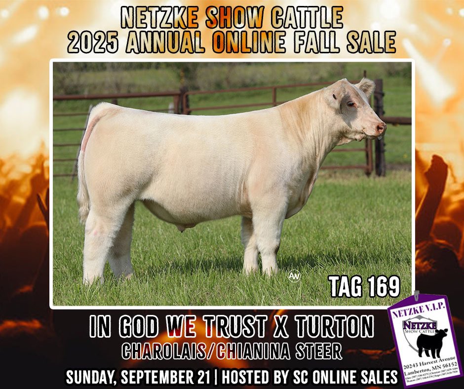 5️⃣ DAYS UNTIL SALE DAY

If you’re looking for a breed steer, check these guys out!👇🏼

•Tag 164 | Drop the Hammer x JSF Broker | Purebred Shorthorn

•Tag 169 | In God We Trust x Turton | Charolais/Chianina

🗓️ Sunday, September 21st || 🔗 sconlinesales.com/Bids/AuctionsL…